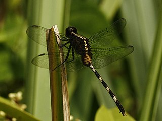 <i>Erythemis plebeja</i> Species of dragonfly