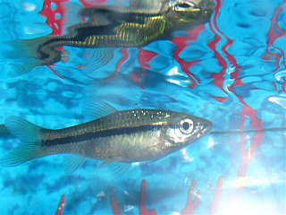 <i>Esomus thermoicos</i> Species of fish