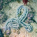 * Nomination Spiny starfish (Marthasterias glacialis), Arrábida Natural Park, Portugal --Poco a poco 07:15, 10 August 2022 (UTC) * Promotion Good quality --Llez 07:46, 10 August 2022 (UTC)