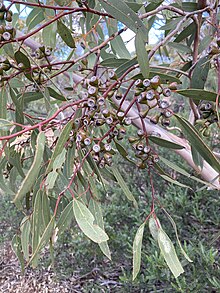 Fruit in Kalbarri National Park Eucalyptus obtusiflora fruit.jpg