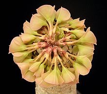 Euphorbia alfredii4 ies.jpg