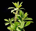 Euphorbia nivulia ies.jpg