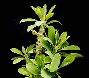 Euphorbia nivulia ies.jpg