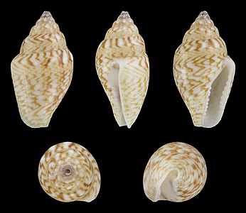 Euplica bidentata