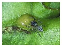 Description de l'image Evarcha-culicivora-juvenile-approaching-nectar-on-an-extrafloral-nectary-of-Ricinus-communis.jpg.