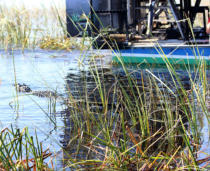 File:Everglades, Miami (8253441650).jpg