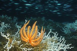 Récif corallien d'eau froide dans les abysses du Golfe du Mexique.