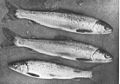 FMIB 49601 Yellow-fin smolts of Sea-trout, going to sea River Tay 1st May 1905.jpeg