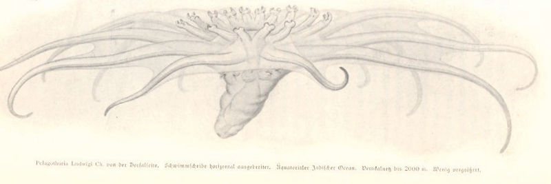 File:FMIB 53756 Pelagothuria Ludwigi Ch von der Dorfaliete.jpeg