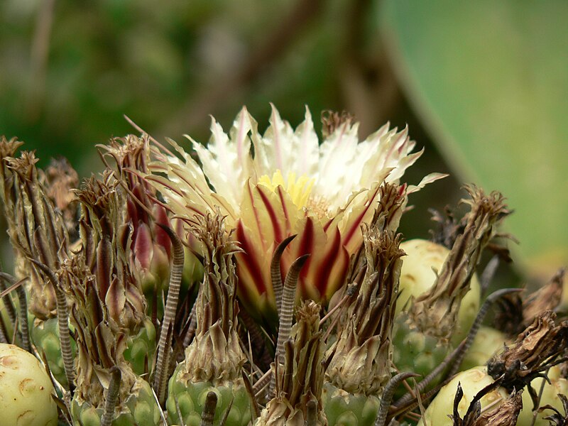 File:Fale - Giardini Botanici Hanbury in Ventimiglia - 384.jpg