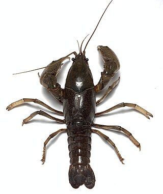 <i>Fallicambarus houstonensis</i> Species of crayfish