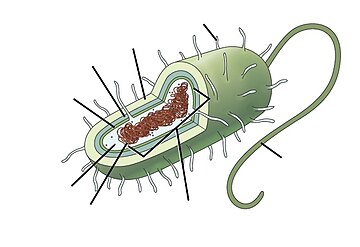 Marine prokaryotes