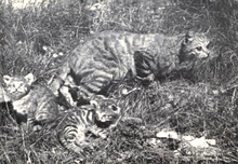 Felis sylvestris cafra + kittens.png
