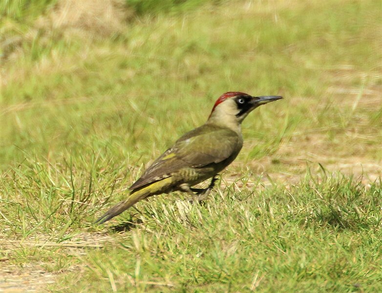 File:Female green woodpecker - Picus viridis (51238134656).jpg