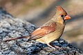 Cardinal rouge femelle à Central Park. Février 2023.