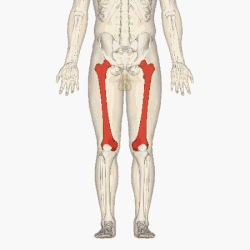 femurul piciorului metode de tratament al bolilor genunchiului