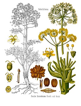 Ferula assa-foetida - Köhler–s Medizinal-Pflanzen-061.jpg