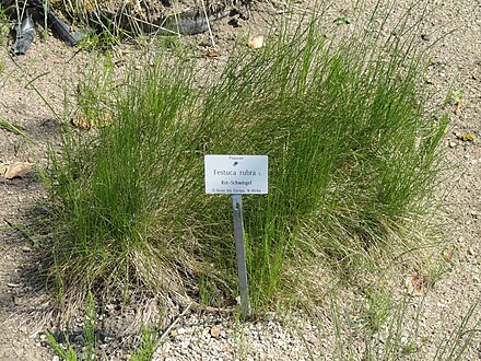 Овсяница красная фото и описание. Овсяница красная (Festuca rubra). Festuca rubra rubra (овсяница красная красная). Райграс и овсяница. Райграс Житняк.