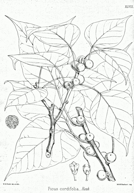 Tập_tin:Ficus_rumphii_Bra48.png