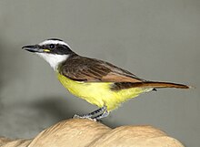 Great kiskadee - introduced from Trinidad in 1951 in an unsuccessful attempt to control anole lizards. Filhotao Ben-te-vi REFON.jpg