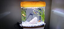 A regular tank with goldfish on a table Fish tank on table.jpg
