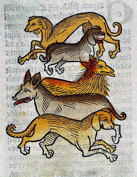 "Five different types of dogs", c. 1547.