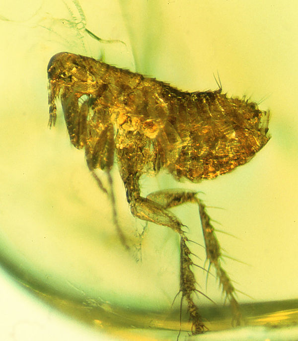 Cenozoic flea in amber, c. 20 mya, is morphologically modern.