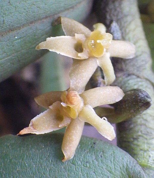 File:Fleurs Tridactyle anthomaniaca (Rchb.f.) Summerh.jpg