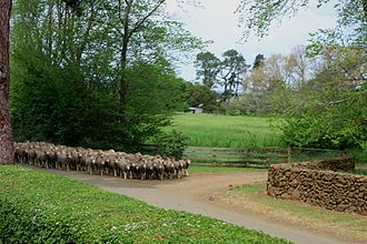 Sheep in Longford, Tasmania Flickr - brewbooks - Driving Sheep at Panshanger 3.jpg