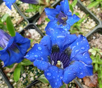 Gentiana acaulis