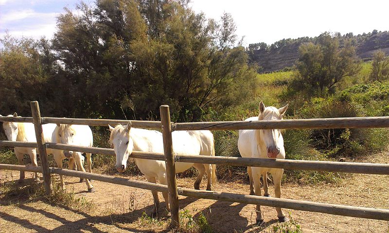 File:Flix nature reserve and the surrounding fincas in 2015 15.jpg