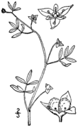 Floerkea proserpinacoides BB-1913.png