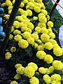 Flowers at Sims park, Conoor, Ooty