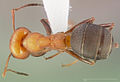 Formica ureas casent0005390 dorsal 1. jpg