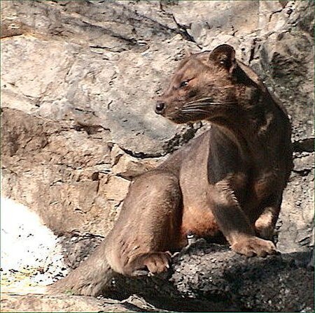 Tập_tin:Fossa.jpg