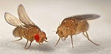 Drosophila Melanogaster Fruit-flies-red-and-white-eyes.jpg