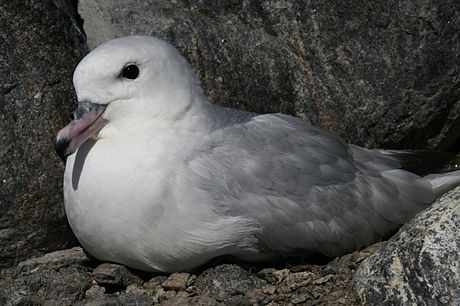 Fulmar