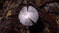 Fungi, Atlantic forest, northern littoral of Bahia, Brazil (16633186942).jpg