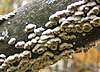 Fuzzy Fungi (Schizophyllum commune).jpg