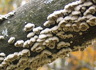 <span class="mw-page-title-main">Schizophyllaceae</span> Family of fungi
