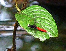 Fylgia amazonica