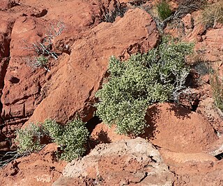 <i>Galium stellatum</i> Species of plant