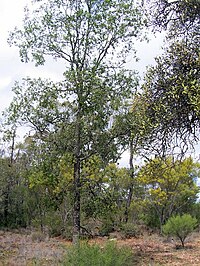 Gamilaroi Nature Reserve Ooline.jpg