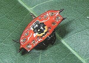 Gasteracantha Quadrispinosa