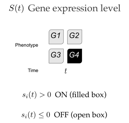An example of how the gene expression pattern modeled in Wagner model and its variants. G1, G2, G3 and G4 represent genes in the network. Filled box means the gene expression of that particular gene is on; open box means off. Gene expression patterns are represented by the state vector
S
{\displaystyle S}
whose elements
s
i
(
t
)
{\displaystyle s_{i}(t)}
describe the expression states of gene
i
{\displaystyle i}
. GeneExpressionInWagnerModel.png