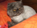 A shaved black smoke Persian showing the silver-white roots