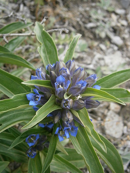 File:Gentiana cruciata 02.JPG