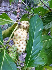 Gentianales - Morinda yucatanensis - 3.jpg