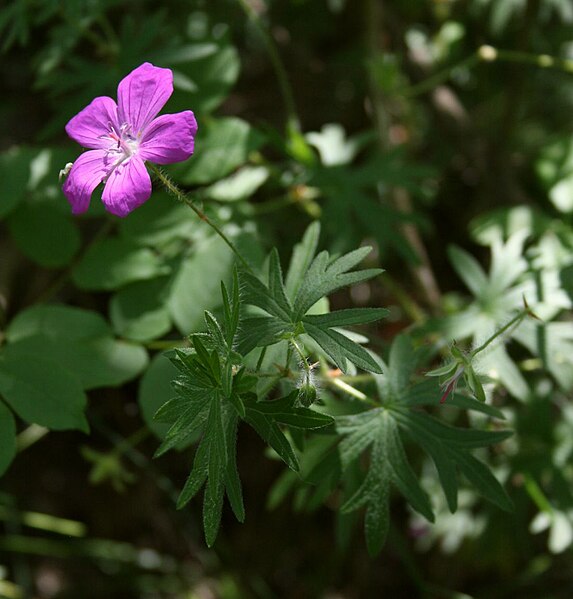 File:Geranium sanguineum 3.jpg