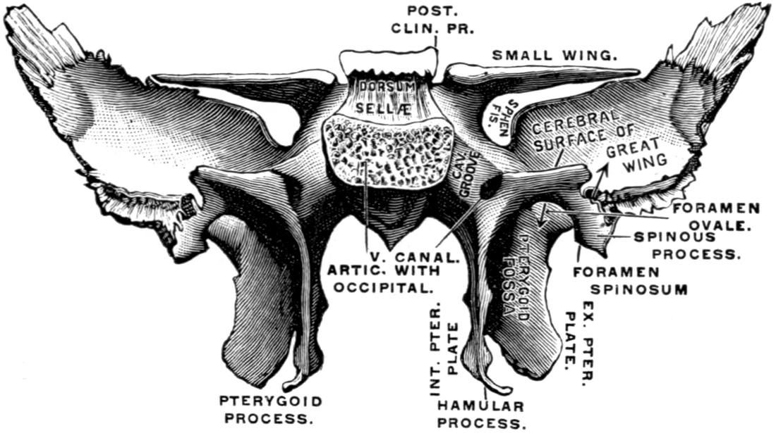 File:Gerrish's Text-book of Anatomy (1902) - Fig. 218.png